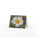 Daisy After the Rain Note cards