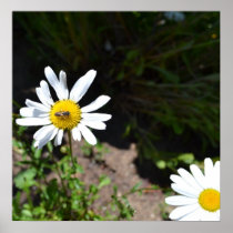 Daisy and Bee Posters