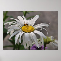 daisy and bee print