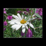Daisy and Fireweed Wildflowers Postcard