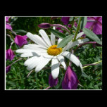 Daisy and Fireweed Wildflowers Postcard