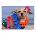 Daisy at the Beach cards