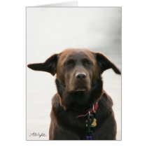 Daisy at the Beach cards
