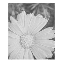 Daisy B&W Canvas/Poster posters