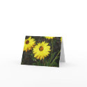 Daisy Bee Notecard