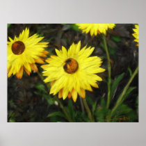 "Daisy Bee" Poster
