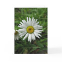 Daisy Birthday Card card