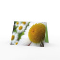 Daisy Birthday Card card