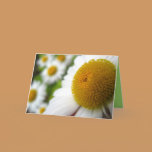Daisy Birthday Card cards