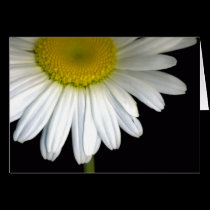 Daisy Bloom Greeting Card cards