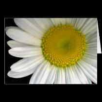 Daisy Bloom Greeting Card cards