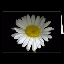 Daisy Bloom Greeting Card cards