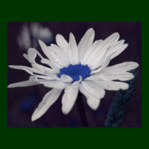 Daisy Blue Center Flower Poster posters
