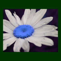 Daisy Blue Center Raindrops Flower Poster posters