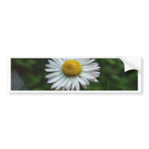 Daisy bumper stickers by swkw11 Daisy bumper stickers