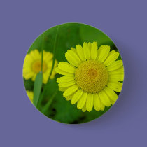 Daisy buttons