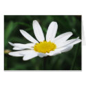 Daisy cards