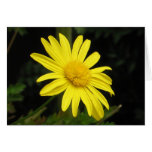 Daisy Card