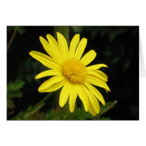 Daisy Card