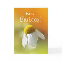 Daisy Cards