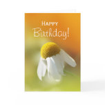 Daisy cards