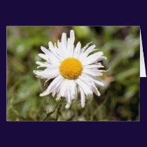 Daisy