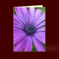 Daisy Card Wild Flowers Custom Greeting Cards cards