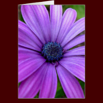 Daisy Card Wild Flowers Custom Greeting Cards cards