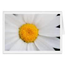 Daisy cards