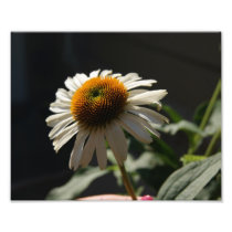 Daisy Cheer 10x8 Photographic Print