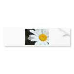 Daisy Close Up Bumper Sticker