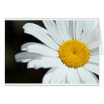 Daisy Close Up cards