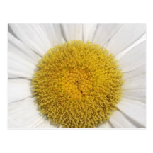 Daisy Close-Up Post Cards