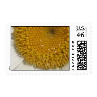 Daisy close up stamp