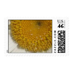Daisy close up postage