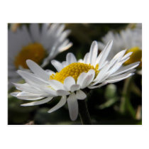 Daisy close up postcards