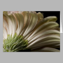Daisy Close-up Series cards by ChristianTravers Daisy Close-up Series cards