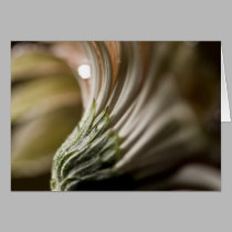 Daisy Close-up Series cards by ChristianTravers Daisy Close-up Series cards