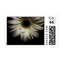 Daisy Close-up Series postage by ChristianTravers Daisy Close-up Series postage