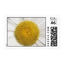 Daisy Close-Up Stamp