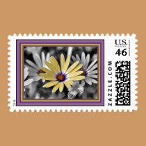Daisy Color Splash postage