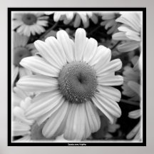Daisy Crazy Poster