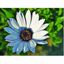 Daisy Daisies Flowers Petals photo sculptures by lifesphere Daisy Daisies Flowers Petals photo sculptures