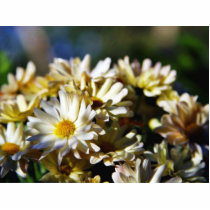 Daisy Daisies Flowers photo sculptures by lifesphere Daisy Daisies Flowers photo sculptures