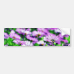 Daisy Daisies Flowers Purple Bumper Sticker