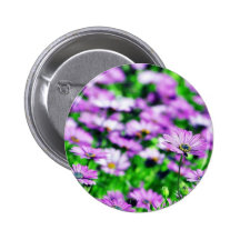 Daisy Daisies Flowers Purple Button