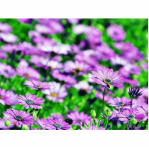 Daisy Daisies Flowers Purple photo sculptures by lifesphere Daisy Daisies Flowers Purple photo sculptures