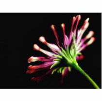 Daisy Daisies Stems photo sculptures by lifesphere Daisy Daisies Stems photo sculptures