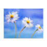 Daisy Daisy Post Card
