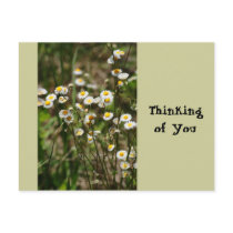 Daisy, Daisy postcards